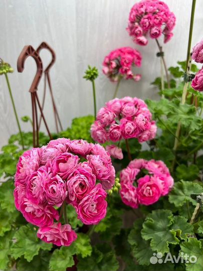 Пеларгония Ириол Сударыня Зоя