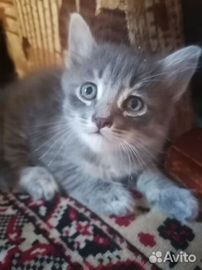 Кошка в дар бесплатно