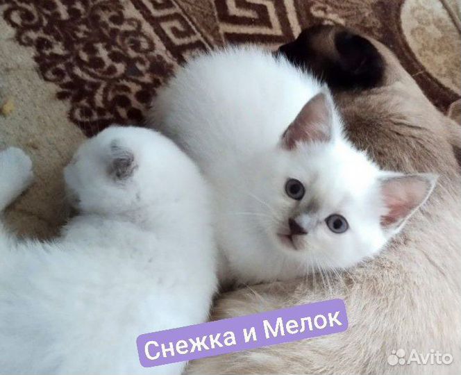 Шотландские котята 1 вислоухая, 2 прямоухих