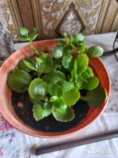 Комнатные цветы