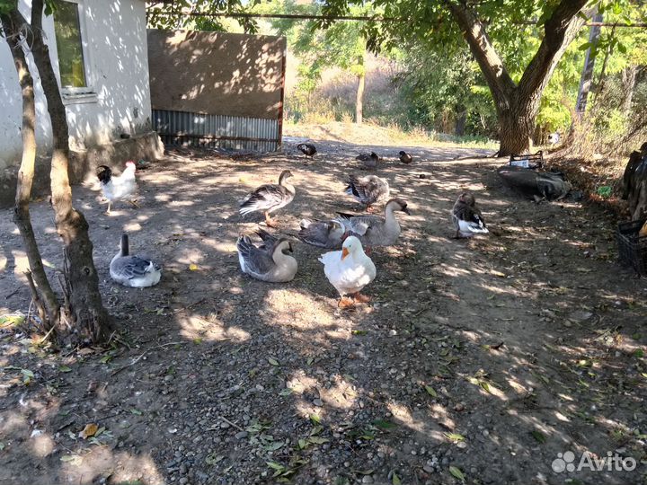 Гуси, индоутки, поросята