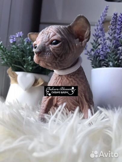 Канадский сфинкс с родословной