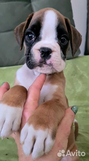 Боксер девочка