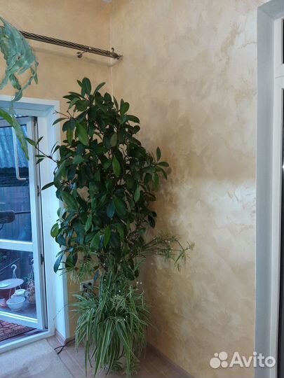 Фикус Циатистипула(фикус бокальчатоприлистниковый)