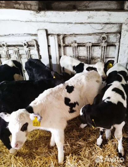 Бычки и тёлочки