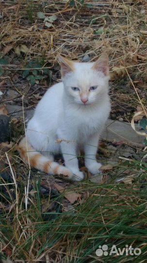 Кошка в дар