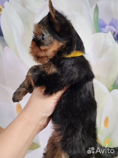 Йоркширский терьер