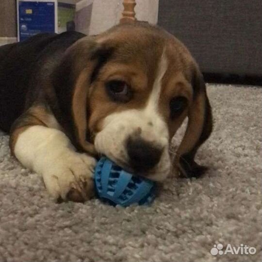 Бигль щенок мальчик