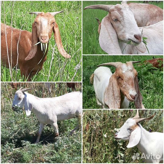 Козы Камори процентные