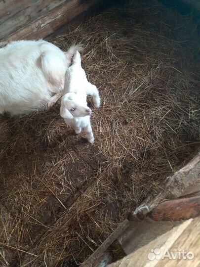 Козлята, козы