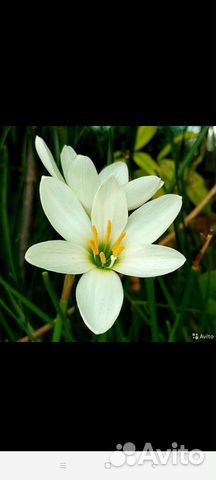 Зефирантес выскочка