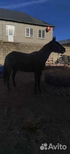 Лошадь кобыла 4 года