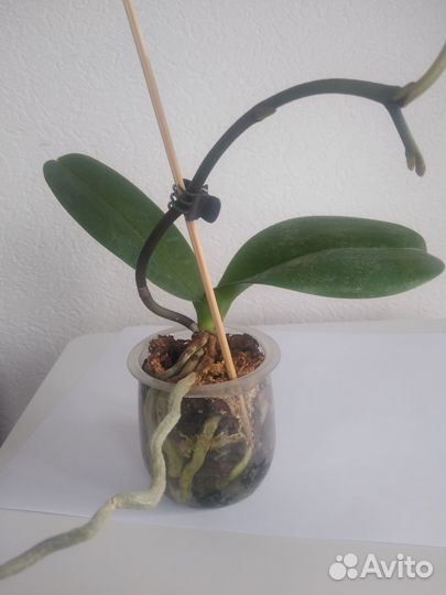 Орхидея фаленопсис