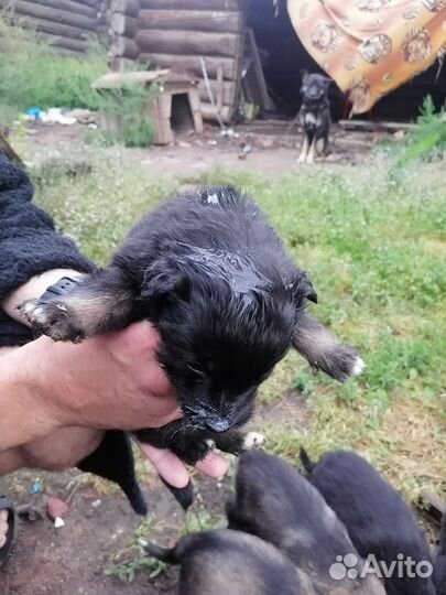 Отдам кутят