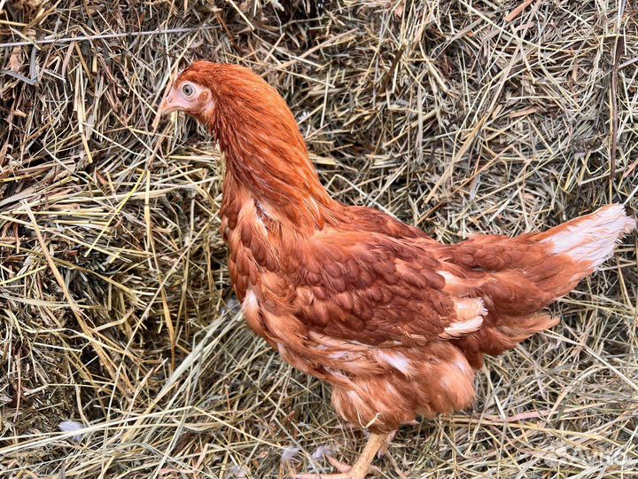 Kуpы нeсушки молодки