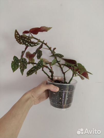 Бегония и разные другие растения