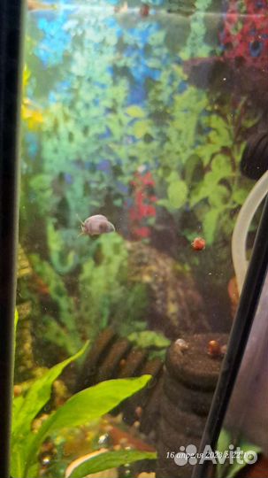 Улитка малыши