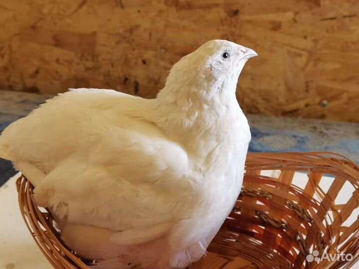 Инкубационное яйцо перепела