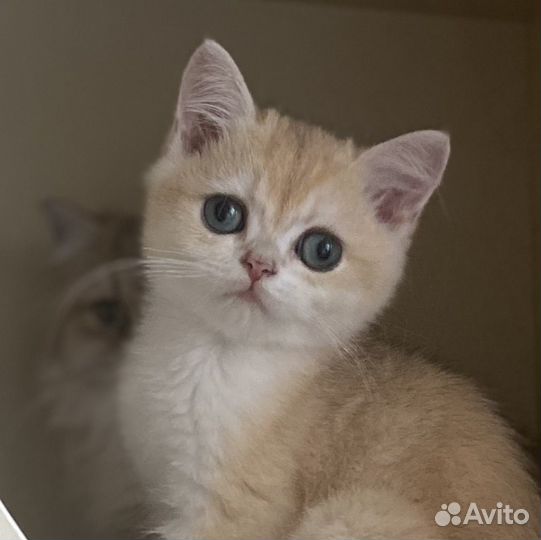 Золотые шиншиллы