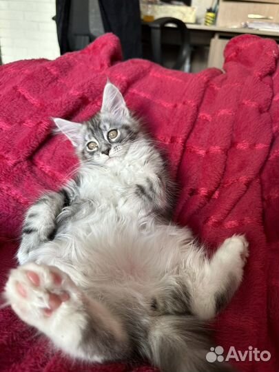 Котята мейн кун