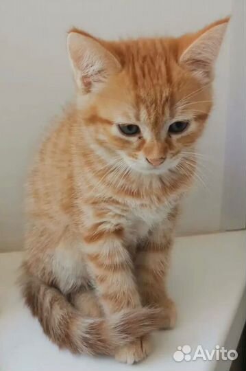 Котик