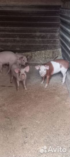 Поросята ландрас дюрок