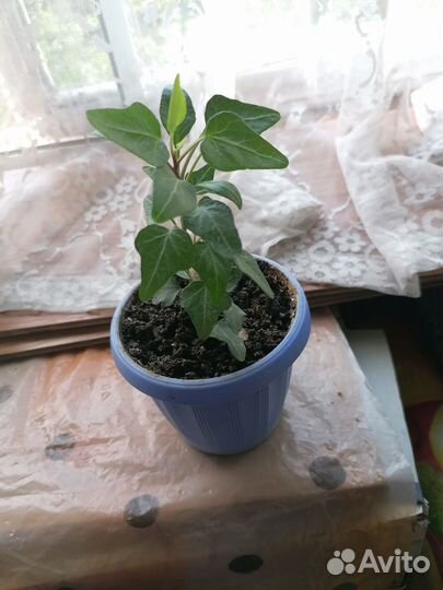 Продам комнатные цветы