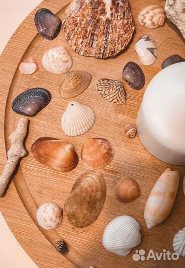 Ракушки и кораллы с Индийского океана