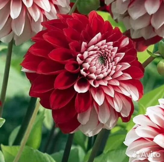 Георгины клубни