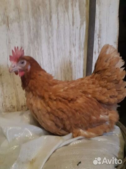 Куры молодки