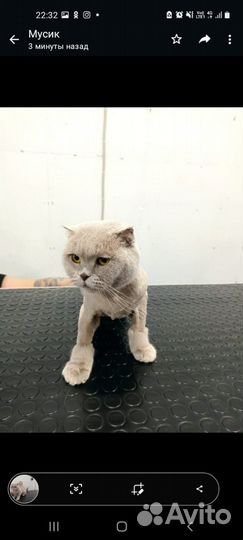 Стрижка кошек на дому с выездом