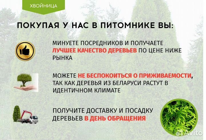 Туи Ростовка большая 6,5 м