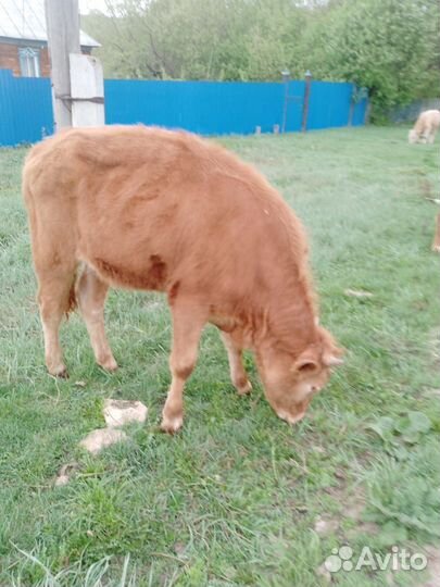 Телята бычки