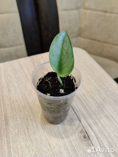 Сциндапсус, Эпипремнум