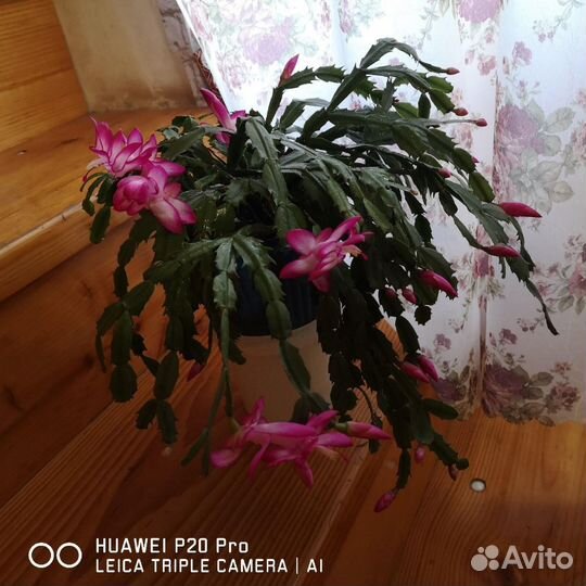 Шлюмбергера (декабрист)