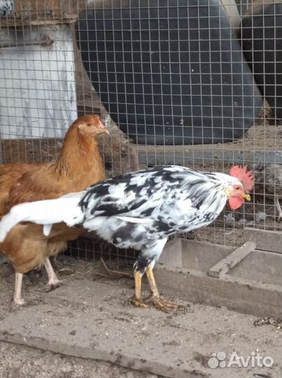 Петухи