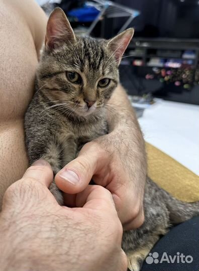 Котенок девочка бесплатно