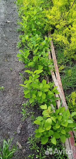 Гортензия древовидная, гортензия метельчатая