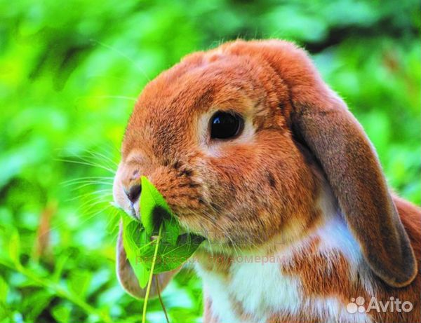 Алмазная мозаика 40x50 Милый вислоухий