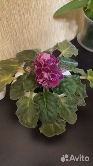 Фиалка с бутонами