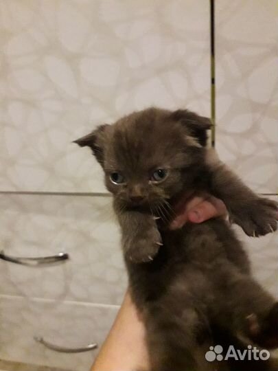 Кошка в дар