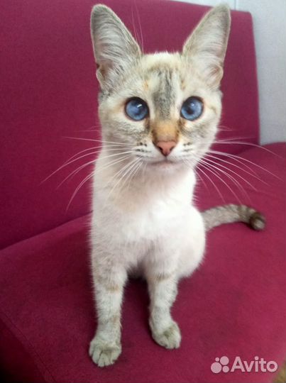 Котенок подросток в добрые руки