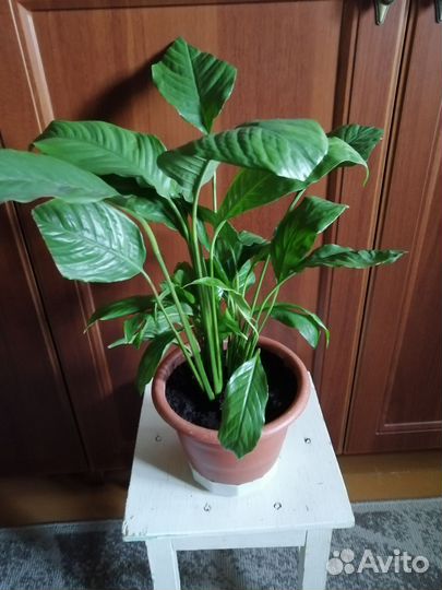 Спатифиллум