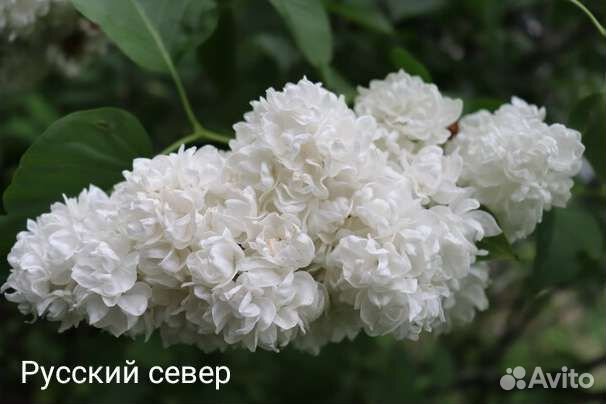 Саженцы сортовой сирени