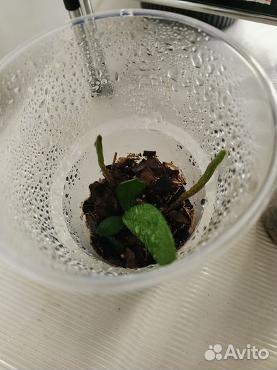 Орхидея фаленопсис