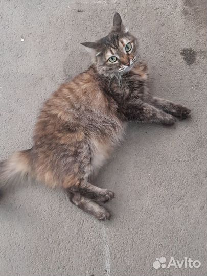 В добрые руки