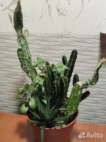 Фикус мелколистный