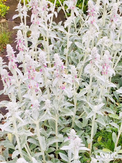 Многолетники для Вашего сада