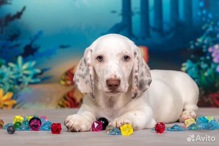 Такса окрас пайболд