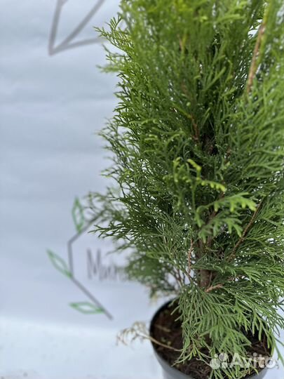 Туя смарагд